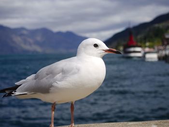 Close-up of seagull perching on shore against sea