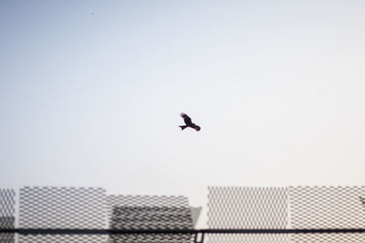 Low angle view of bird flying against clear sky