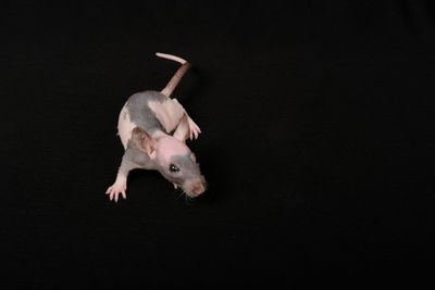 black background