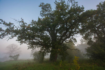 Low angle view of trees in forest against clear sky