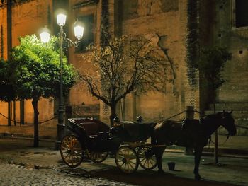 Bicycles parked against trees at night