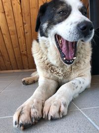 Dog lying on floor at home