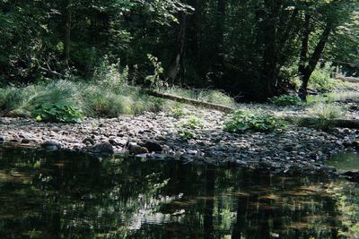 Scenic view of lake amidst trees in forest