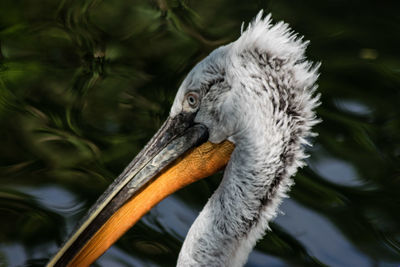 Close-up of pelican