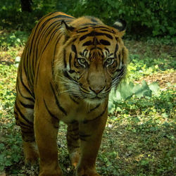 Portrait of tiger in a forest