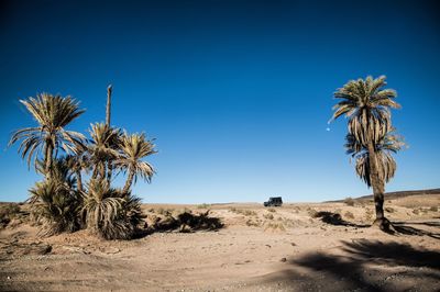 Palm trees on desert against clear blue sky