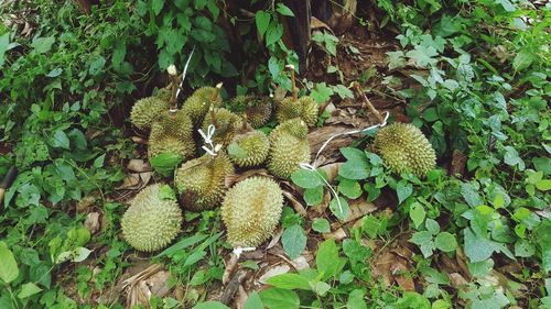 High angle view of fruits growing on tree