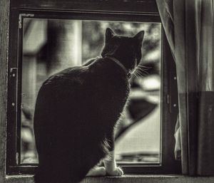 Rear view of cat looking through window at home