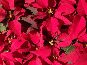 Close-up of red flowering plant