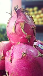 Close-up of pink flower