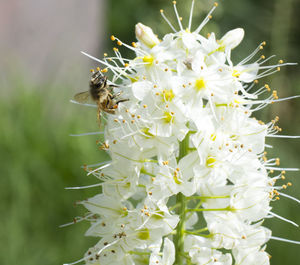 Close-up of bee on white flowers