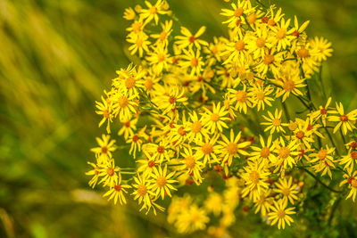Close-up of yellow flowering plant