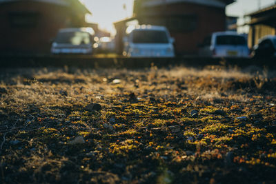 Autumn leaves on road in city