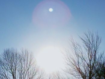 Low angle view of trees against moon in sky