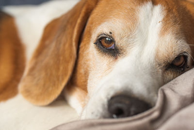 pet