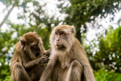 Monkey looking away in forest