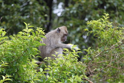 Monkey sitting on a tree