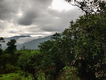 Scenic view of forest against sky