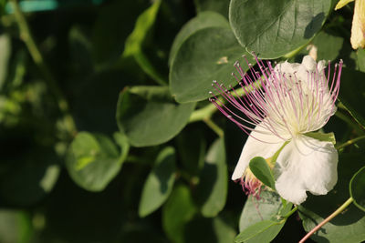 Close-up of purple flowering plant