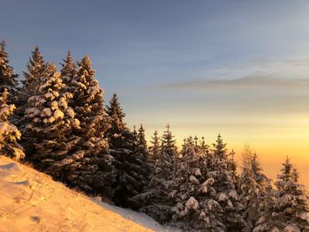 Snow covered pine trees against sky during sunset