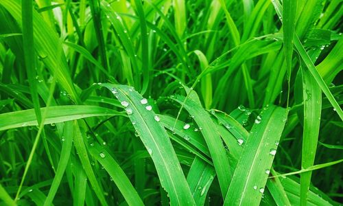 Close-up of water drops on grass