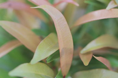 Close-up of plant leaves