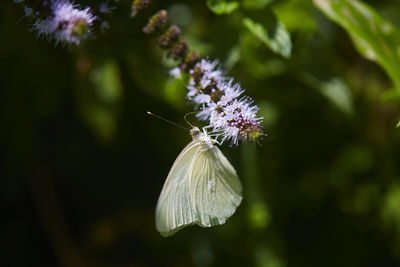 Close-up of butterfly pollinating on purple flower