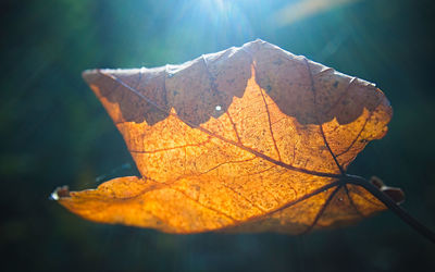 Close-up of dry maple leaf on tree