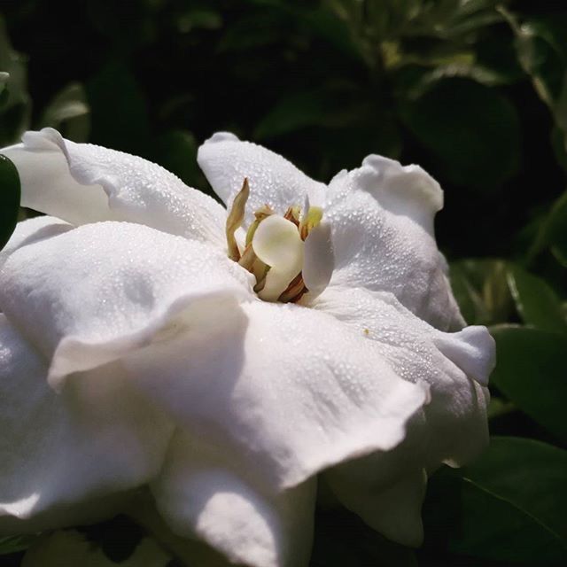 flower, freshness, petal, white color, fragility, growth, flower head, beauty in nature, close-up, nature, blooming, focus on foreground, plant, white, in bloom, park - man made space, blossom, stamen, no people, day