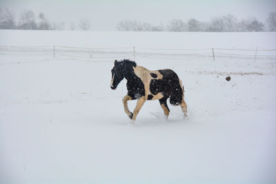 A horse gallops in the pasture in winter, with a lot of snow and blizzard