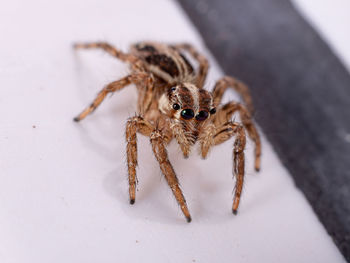 High angle view of spider on table