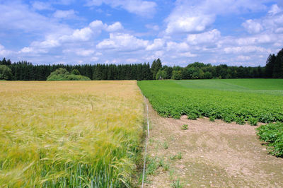 Scenic view of field against sky