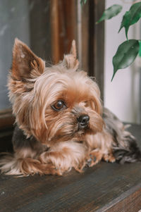 Portrait of dog lying on floor at home