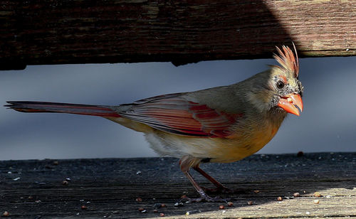 Close-up of bird on wood