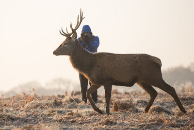 Man photographing deer on field