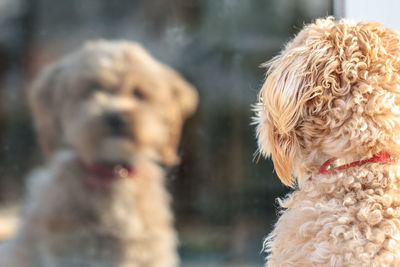 Close-up of dog