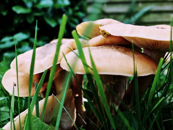 Close-up of mushrooms growing on field