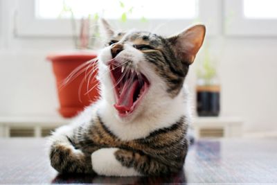 Close-up of cat yawning at home