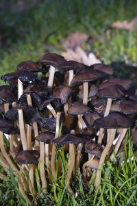 Close-up of grass on field