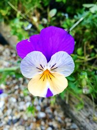 Close-up of purple flower