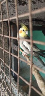 Close-up of parrot in cage