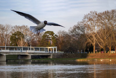 Seagull flying over lake