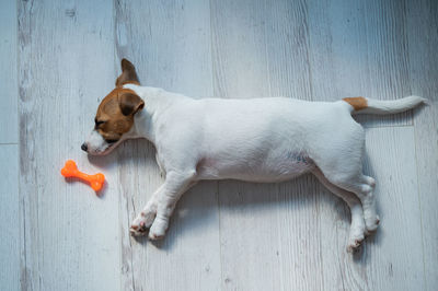 Close-up of dog