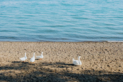 sea