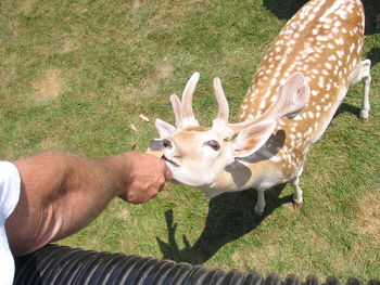 Close-up of deer on grass