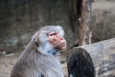 Close-up of monkey looking away