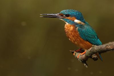 Kingfisher perching on twig