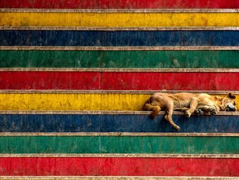 Side view of dog relaxing on staircase