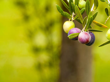 Close-up of berries growing on tree