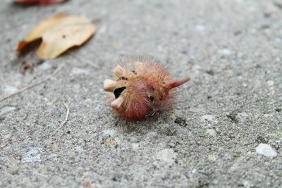 High angle view of crab on sand